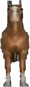 horse